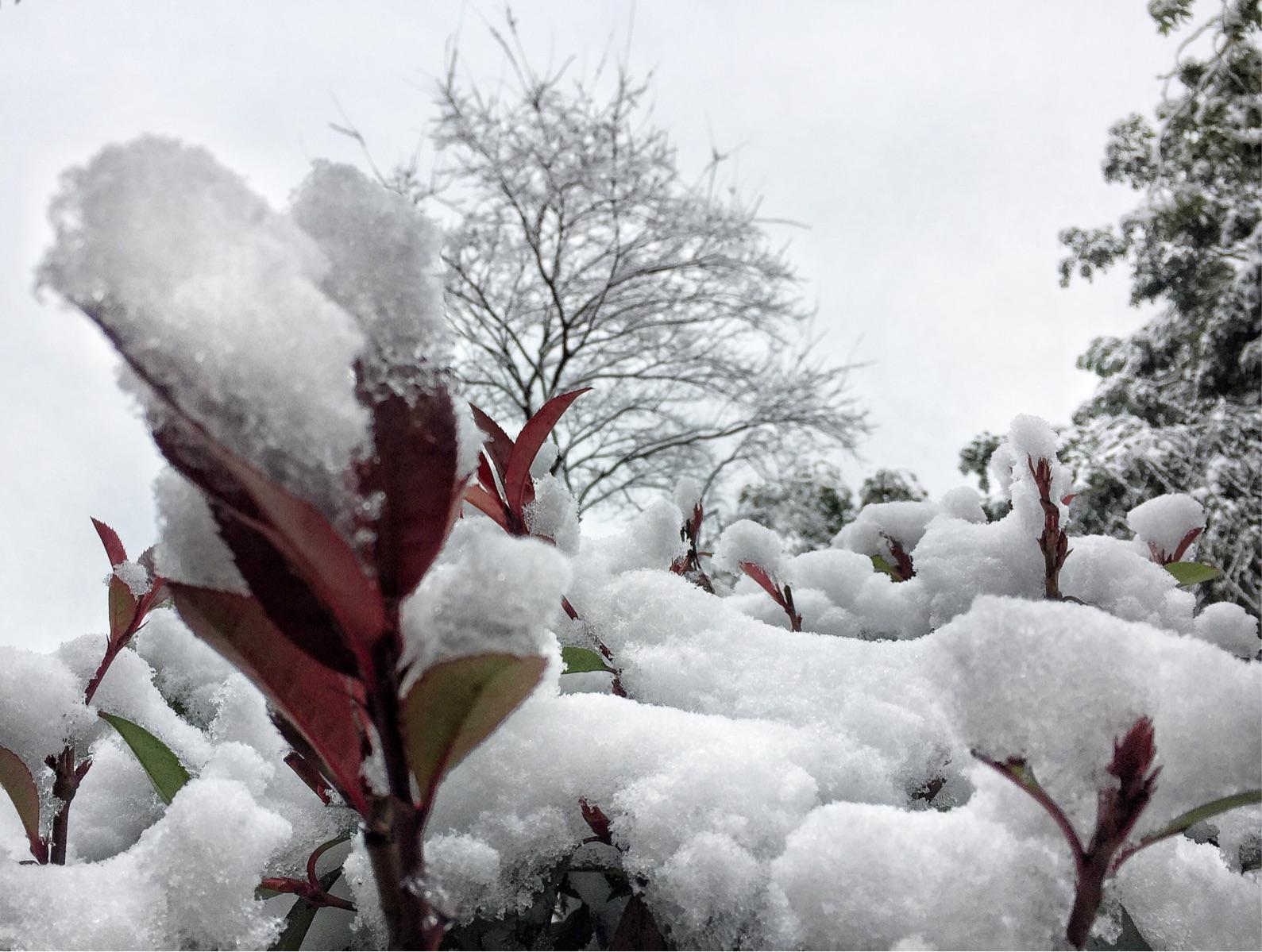 雪花银杏十码中特(雪花银杏十码中特马报澳彩)