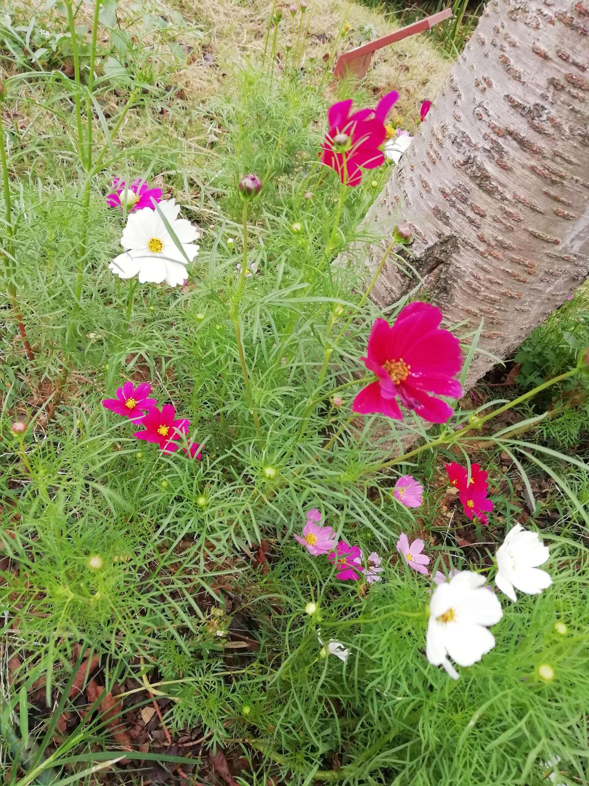 91期花花朵朵2码中特的简单介绍