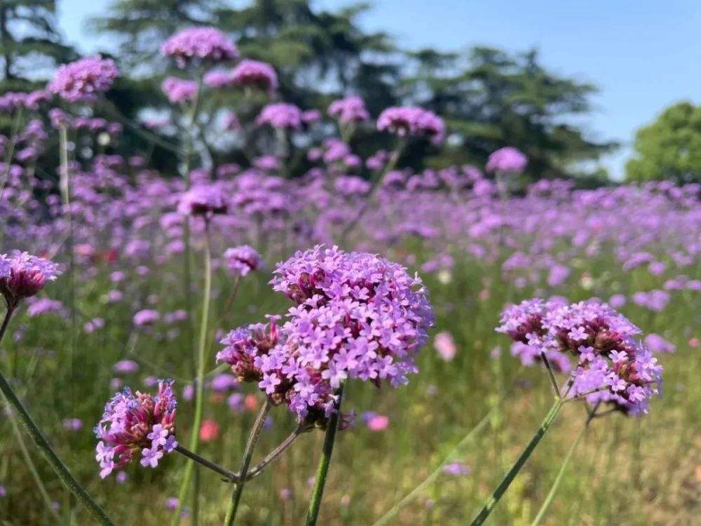 花海世界7码中特的简单介绍