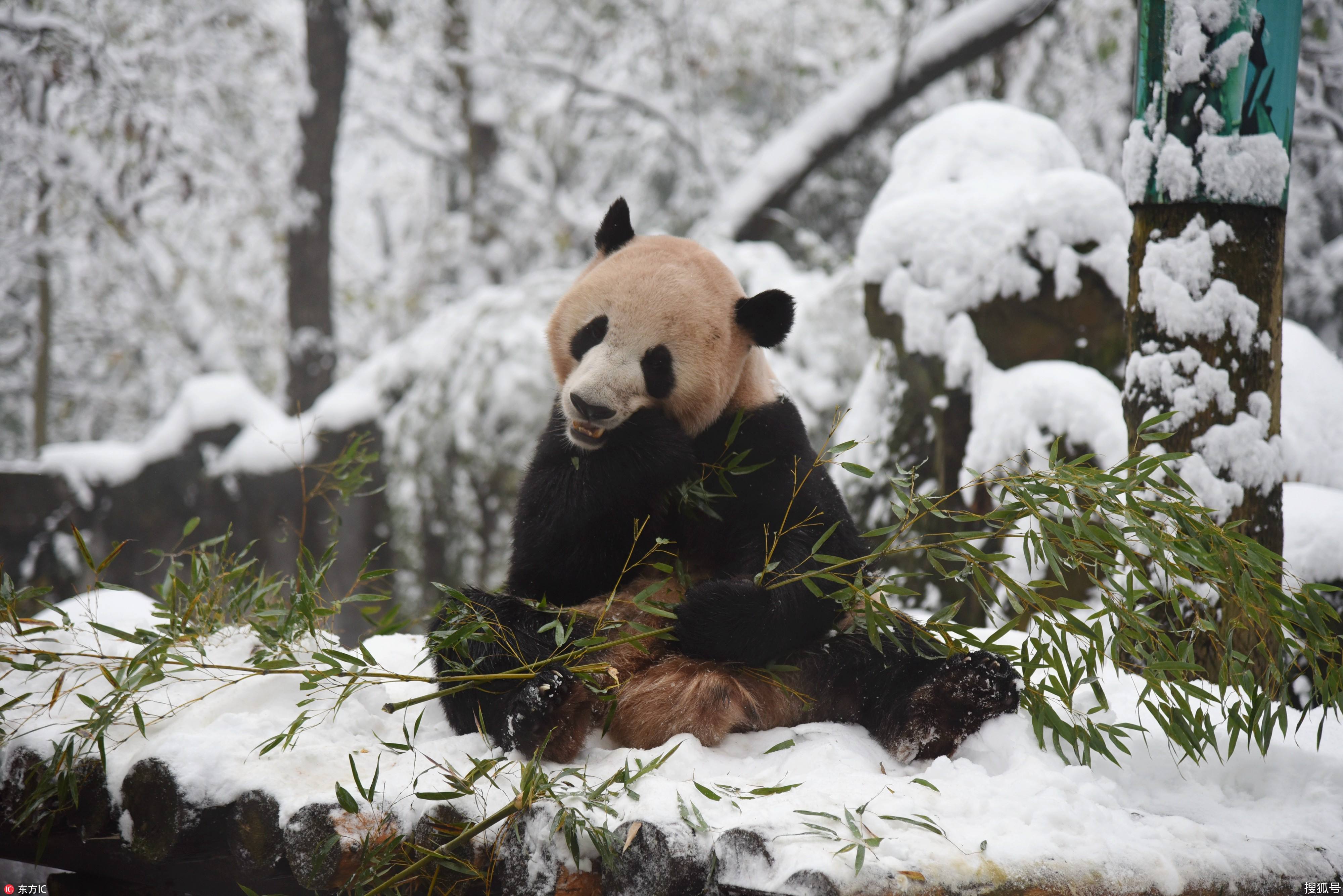 关于南方雪天独家三码中特的信息