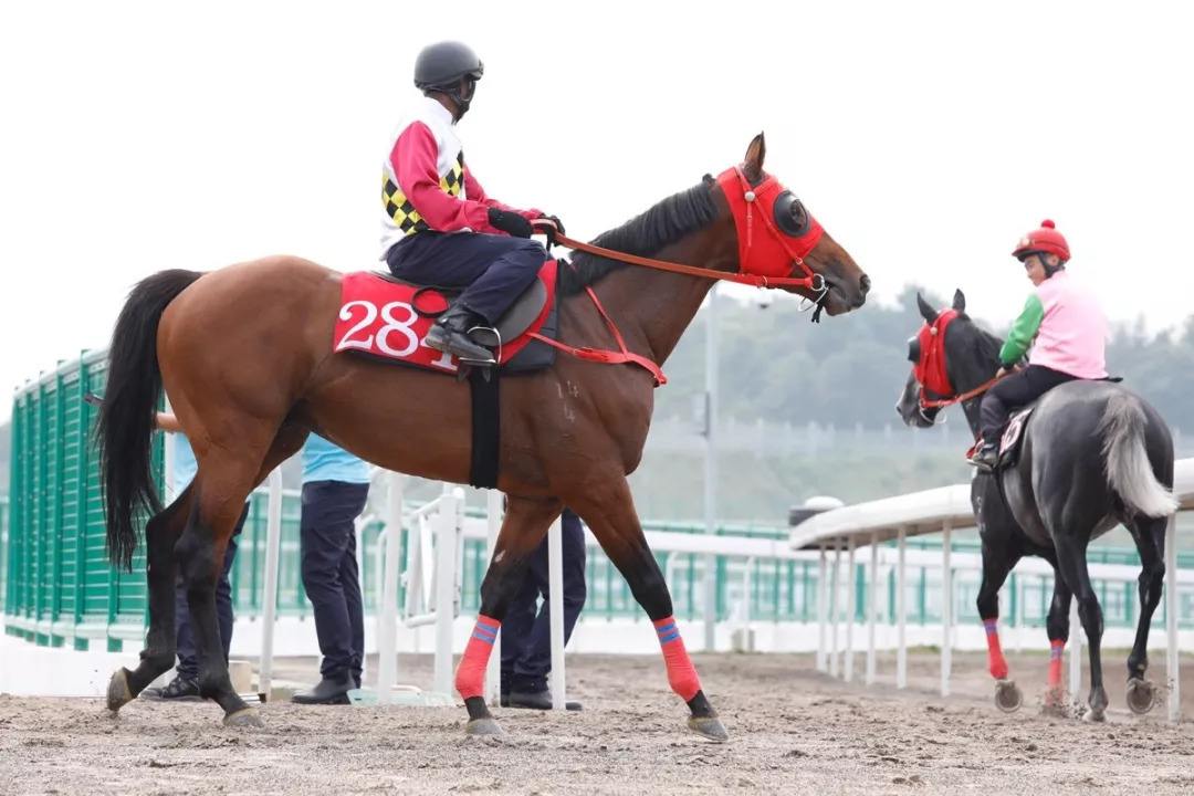 香港塞馬會原创2码必中特(香港开奖特马料开奖结果必准30码中特长期公开)