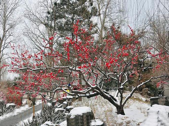 包含踏雪寻梅二码中特的词条