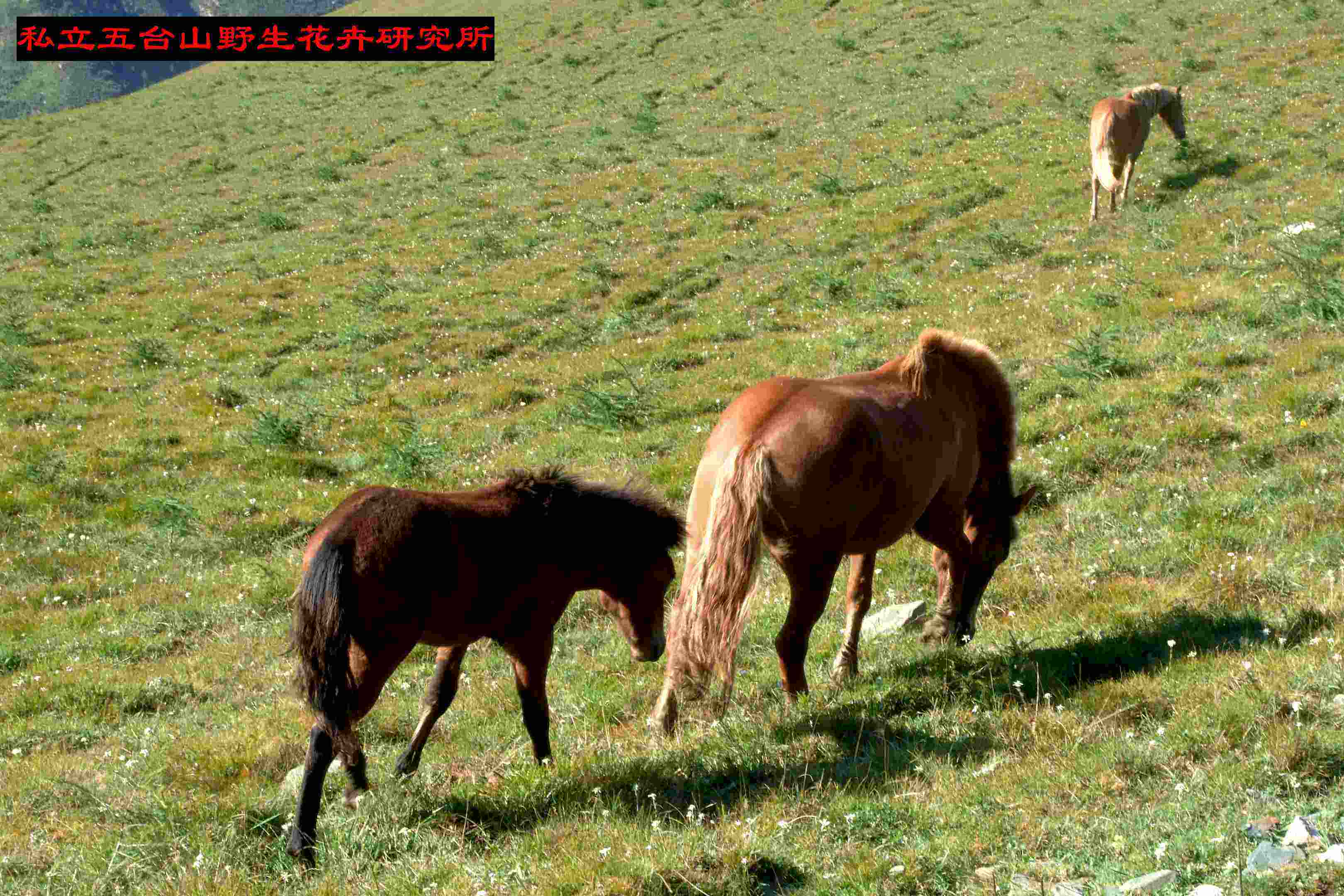 红绿码出特六畜中是什么生肖(今期生肖排第六,红绿得码说你知是什么动物?)