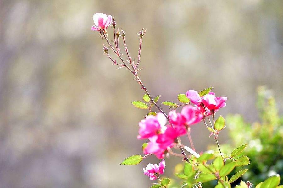 一枝独秀3码中特(精选3码中特126期)