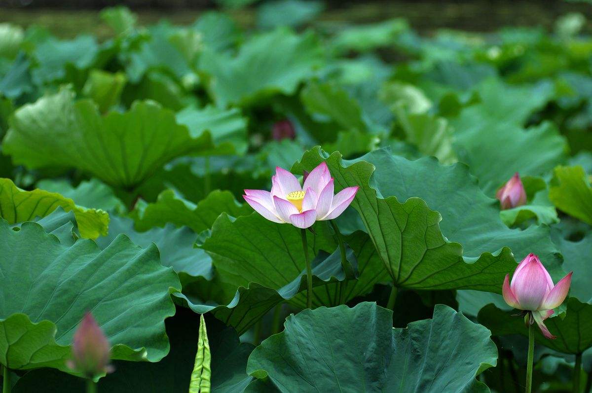 莲花四码中特(四码中特百度知道)