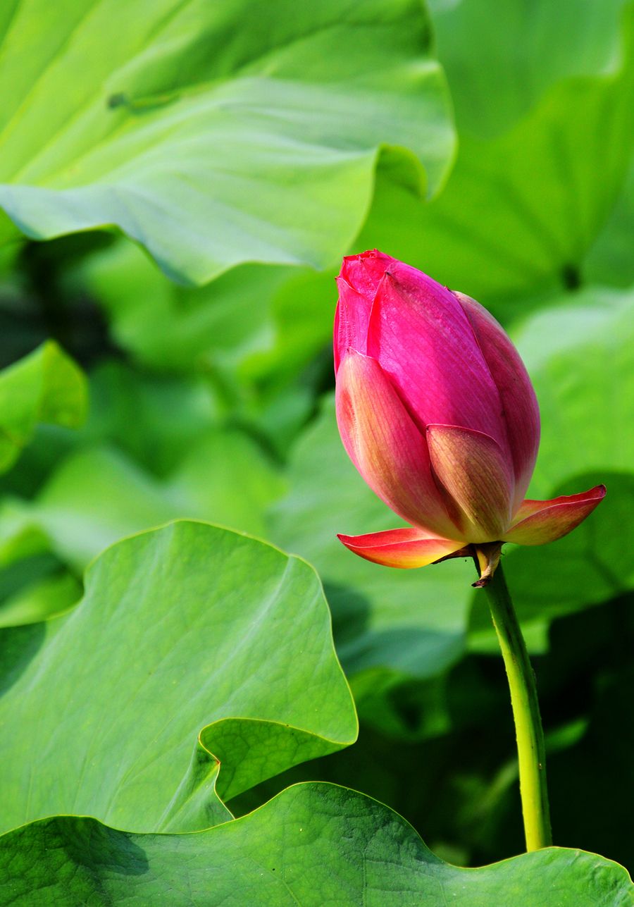 芙蓉出水二码中特的简单介绍