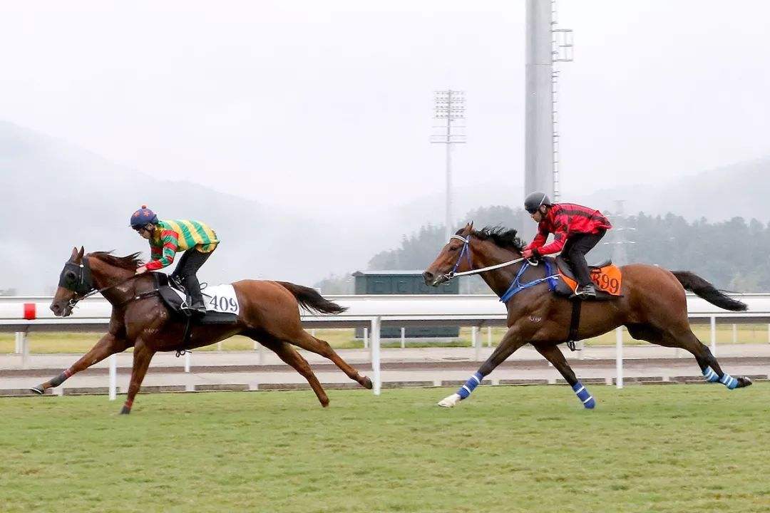 香港赛马三码中特(三码中特vip香港资料)