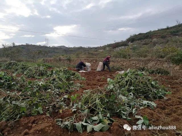 大丰收两肖四码中特(2018精准两肖两码中特)