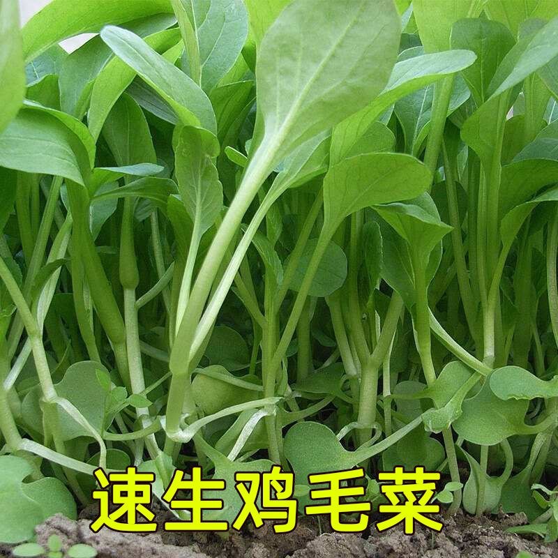 096期菜蔬之色2码中特(017期提供五码中特资料网)