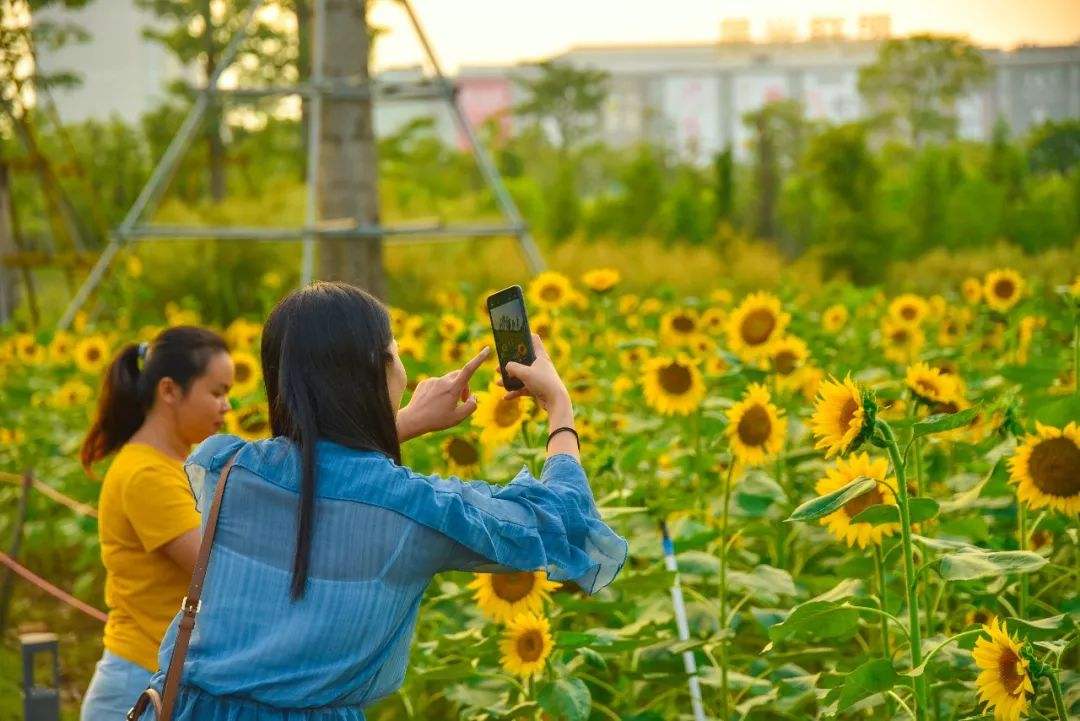 花海世界.7码中特的简单介绍