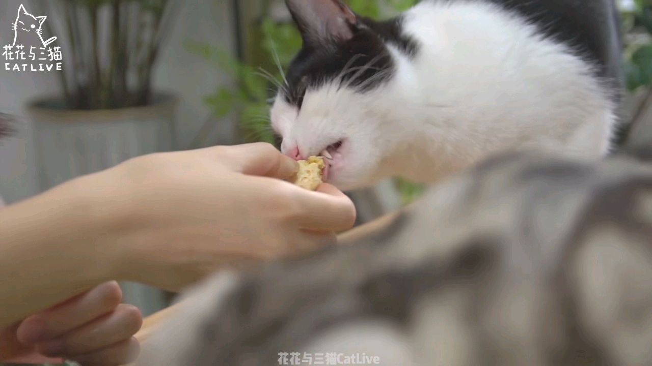 一肖一码期期准中特猫(内部一码肖一码期期中特)