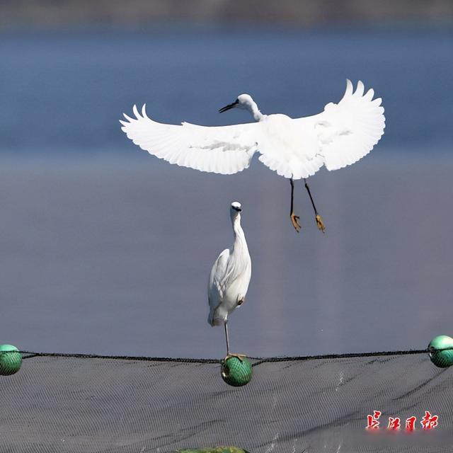 小鱼儿曲肖八码中特(小鱼儿二肖中特高手论坛资料)