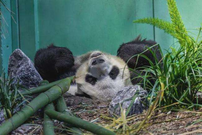 大吃大喝五码中特下载的简单介绍