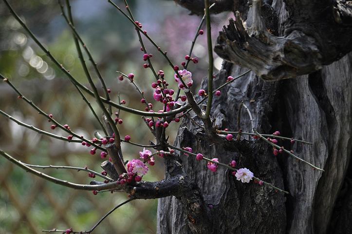 雨开百花四码中特(四码中特免费精选结果)