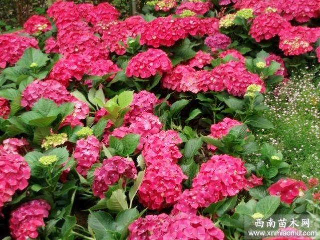 04期八仙花子9码中特(最准资料精选三码中特139期)