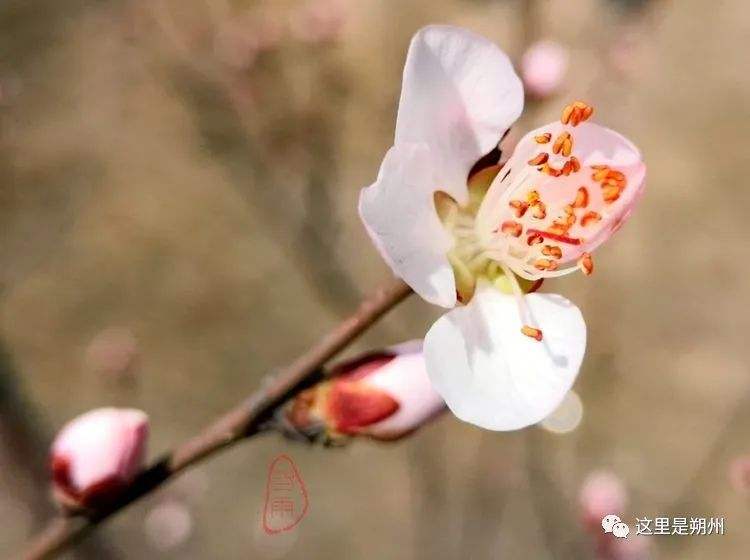 包含雨开百花5码中特的词条