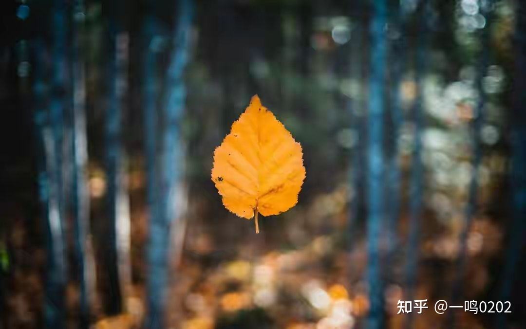 包含秋风东雨五码中特的词条