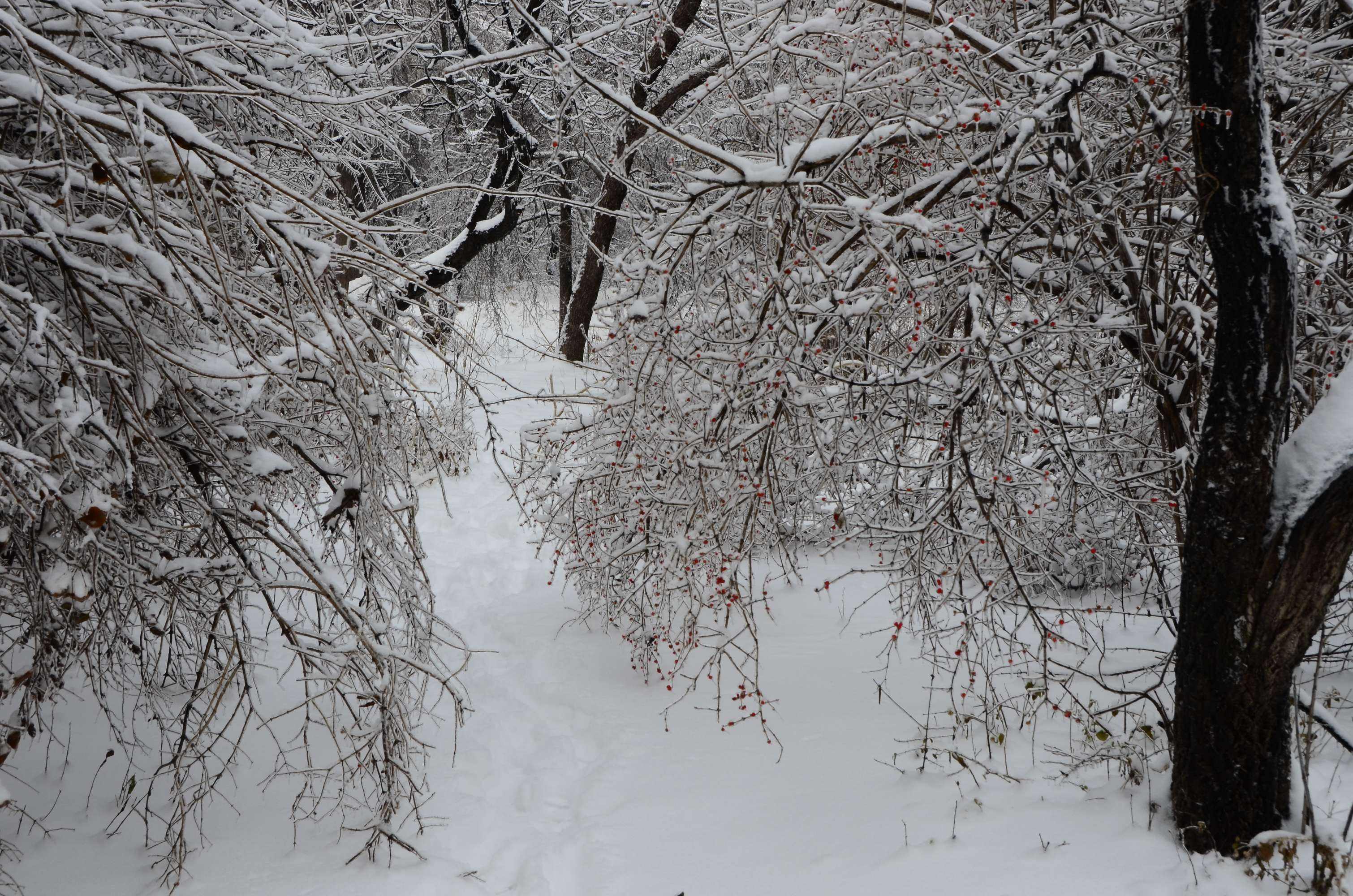 包含冰诺飞雪15码中特的词条