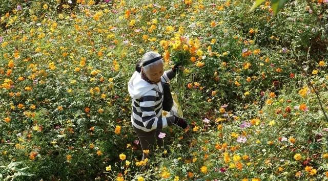 水果奶奶正30码中特(水果奶奶特吗论坛一肖中特免费公开)