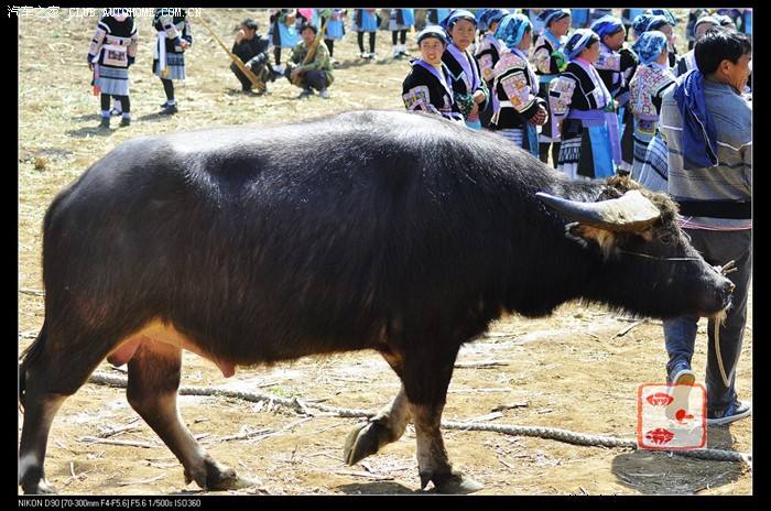 牛牛论坛高八码中特(八码高手论坛网站资料)