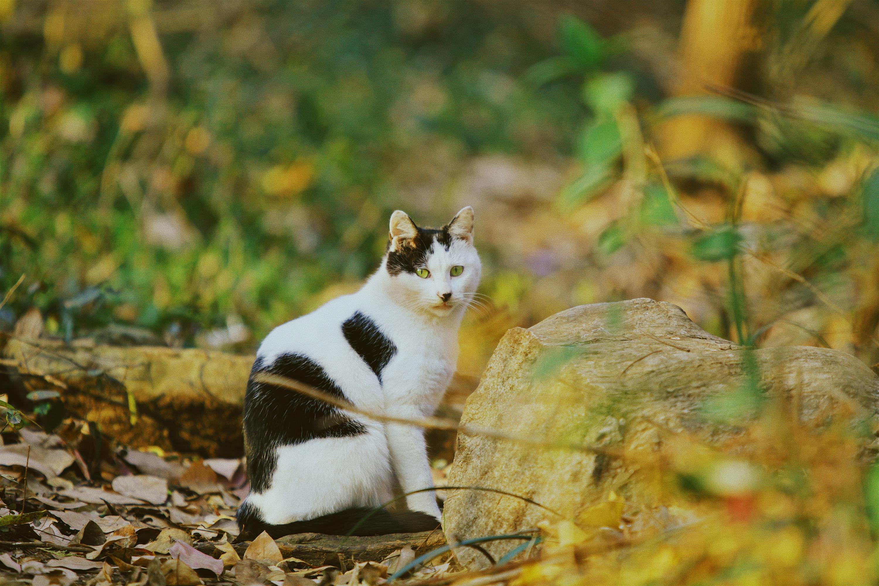 一肖一码期期准中特猫(一码一肖 中特 今晚 期期准)