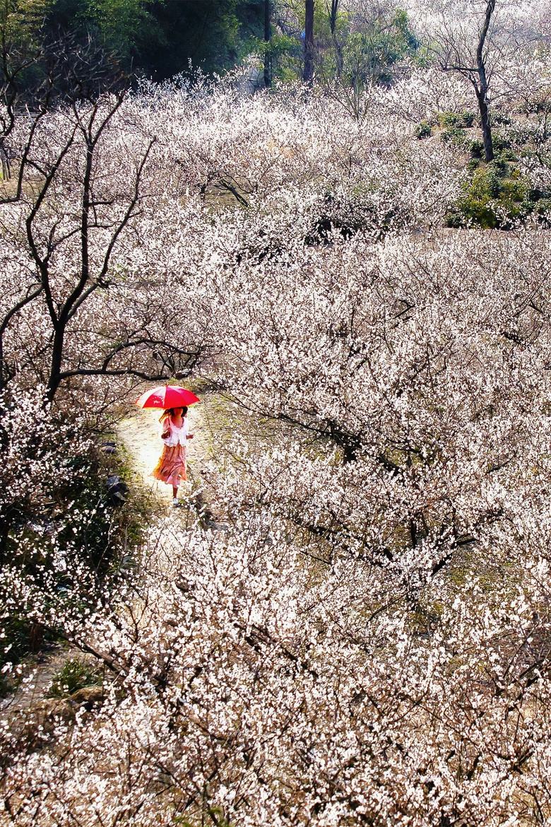 包含梅花开放11码中特的词条