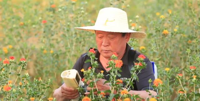 红花大盗九码中特(查一下黄大仙8码中特)