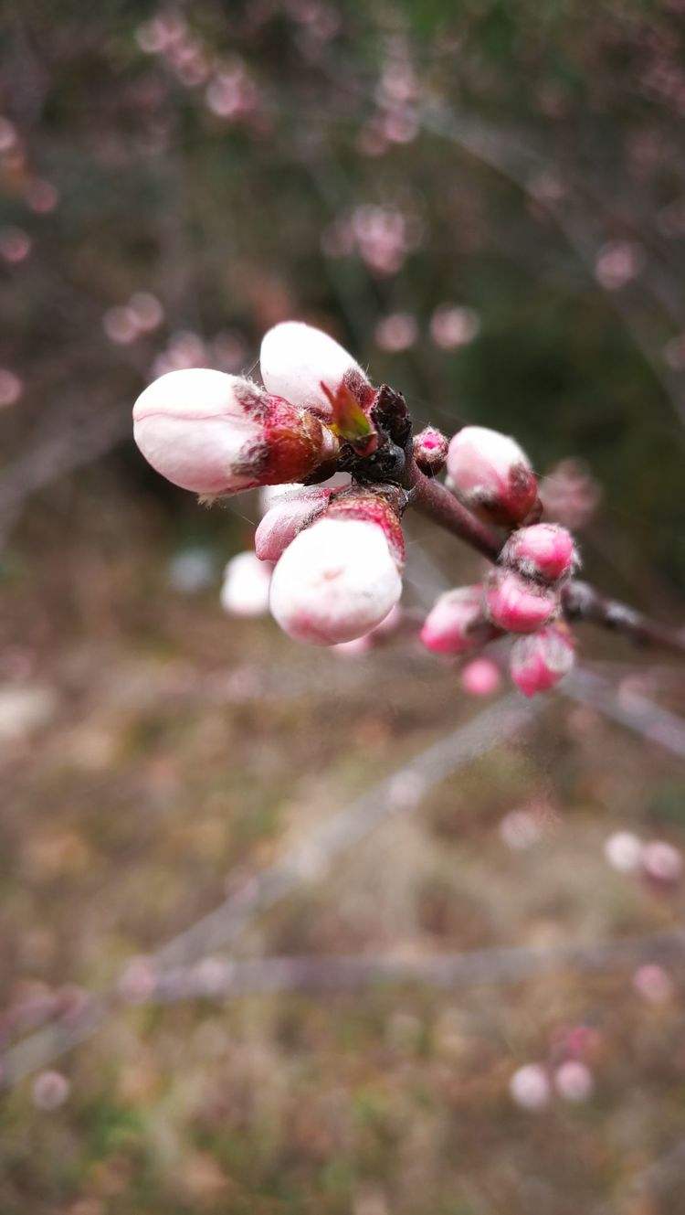 春暖花开码中特(春暖花开杏把论坛2021)