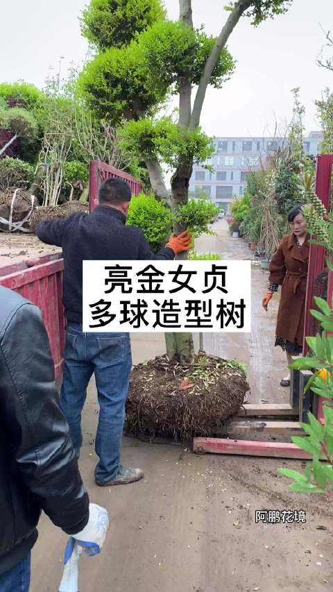 金多金论坛专家6码中特(金多宝专家四码二肖中特资料)