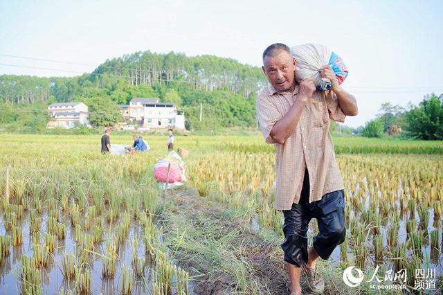 大丰收官网四码中特(神奇四码中特图大公开)