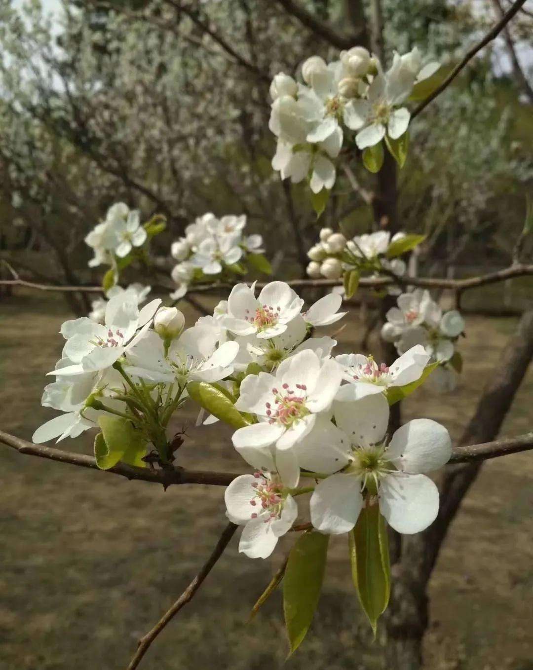 杏雨梨花十码中特的简单介绍