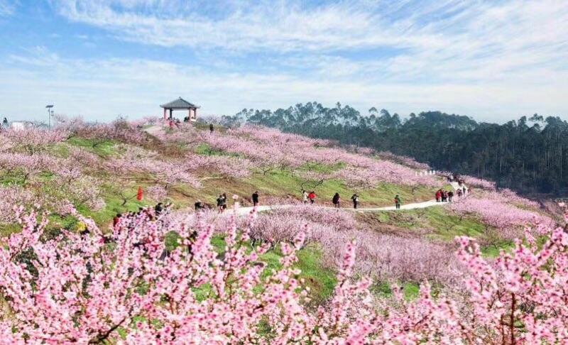 桃花岛主三码中特期期(三码中特期期免费公开资料)