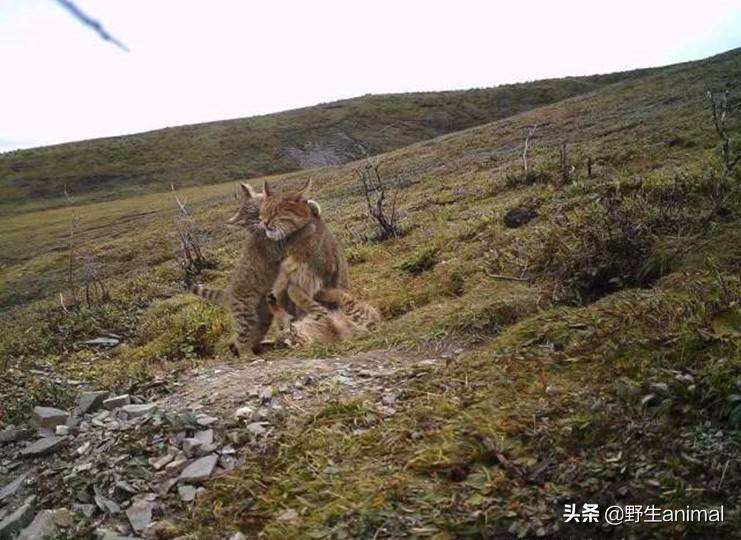 码期期必中特鼠兔的简单介绍