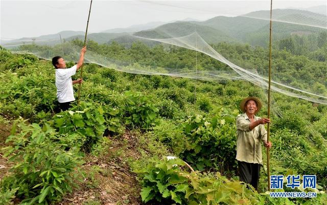 剥茧成蝶12码中特的简单介绍